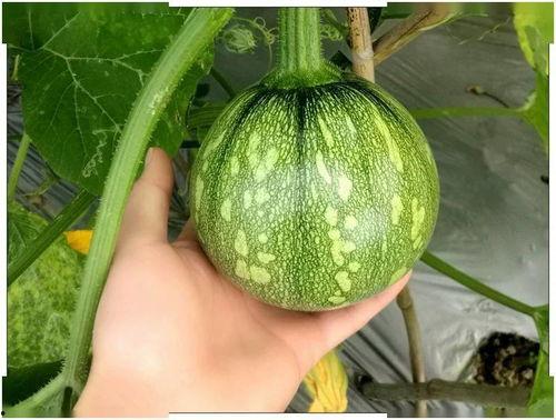 小兴在线吃瓜,揭秘娱乐圈幕后故事