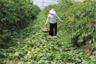 吃阿婆的瓜,一场味蕾与历史的邂逅