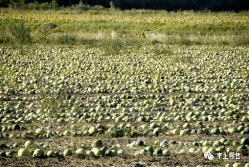 给我吃瓜华的地图,带你领略全国美食风情