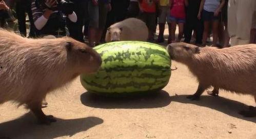 情感方面的吃瓜,揭秘娱乐圈情感风云录