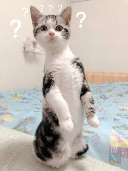 吃瓜的猫子,吃瓜猫子的趣味生活揭秘