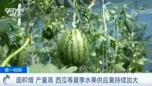 沉香重华吃瓜群众,揭秘吃瓜群众的神秘世界