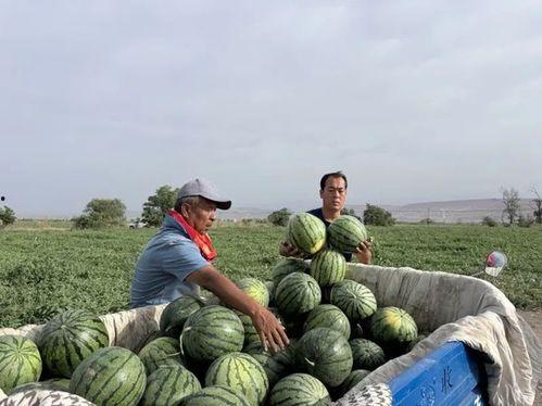沙滩吃瓜一区,夏日狂欢的欢乐盛宴