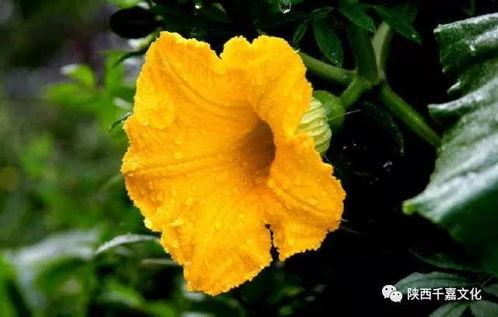 毛瓜花怎么吃,探索美味与营养的完美融合