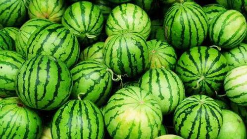 吃瓜沧州职业,职业吃瓜者的日常与传奇