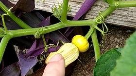 花小瓜怎么吃,解锁美味新体验