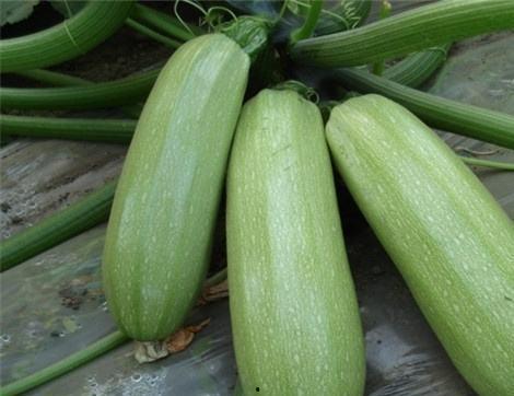 吃西湖瓜好处,夏日消暑养生，尽享健康美味之旅”