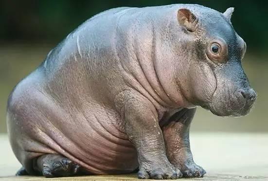 河马君妈妈吃瓜