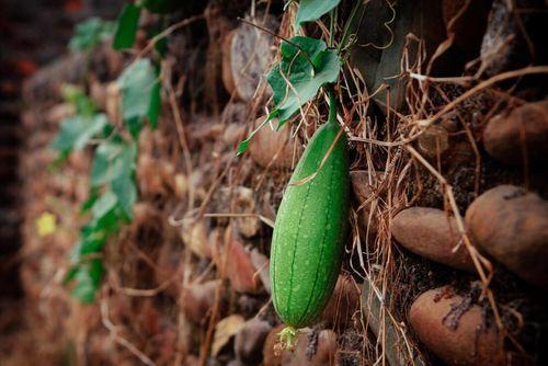 夏季吃三瓜 指哪三瓜呢