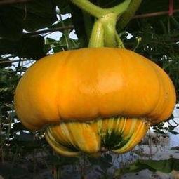 香炉瓜嫩吃行吗,探索美味与健康的完美结合