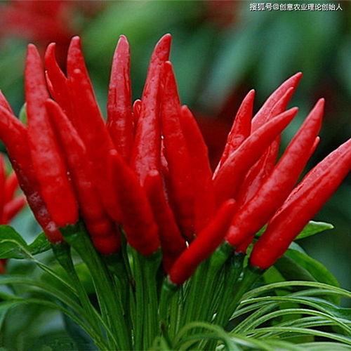 鹿羽吃瓜链接,揭秘娱乐圈最新热点事件