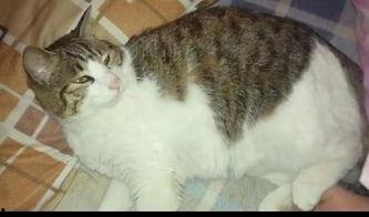 猫咪吃瓜偷听,揭秘宠物界的神秘生活