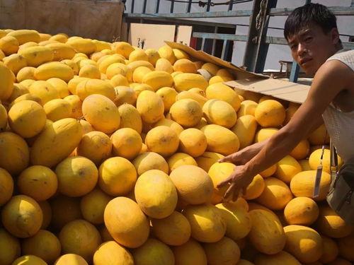 呼市大玩家吃瓜,揭秘城市生活趣味瞬间