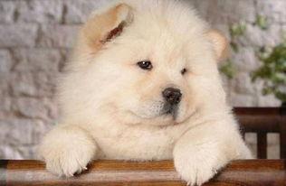 松狮吃哈密瓜好吗,松狮犬食用哈密瓜的安全性探讨