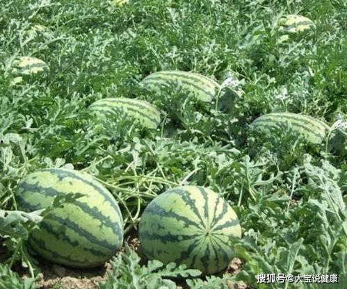 僵瓜怎么吃,创意烹饪新体验