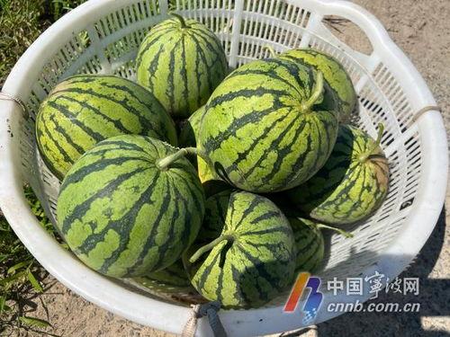 宁波吃的瓜,瓜果飘香，味蕾盛宴