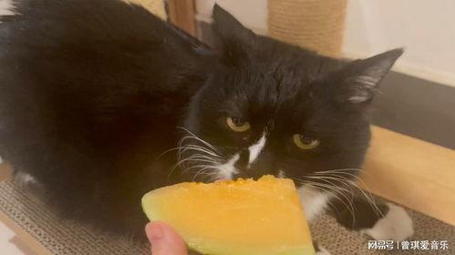 猫吃哈密瓜叶子,探索哈密瓜叶子的奥秘