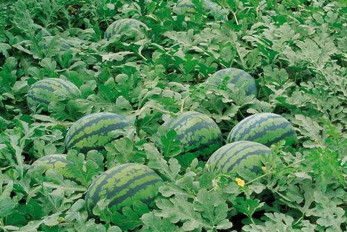 梦儿的基地吃瓜群,揭秘娱乐圈幕后风云