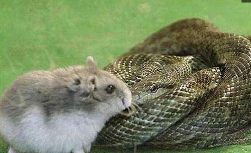 瓜蛇吃老鼠,自然界的巧妙生存法则