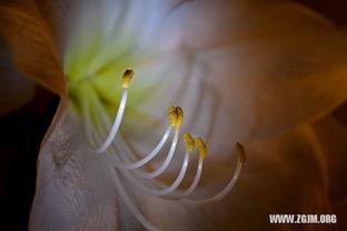 做梦梦到摘瓜吃,摘瓜吃瓜的奇幻之旅