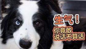 狗可以吃绞瓜吗,绞瓜——狗狗可以吃的健康蔬菜