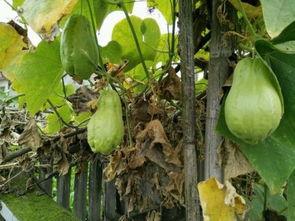 土耳瓜怎么吃最好,土耳其瓜的多样美味食用指南