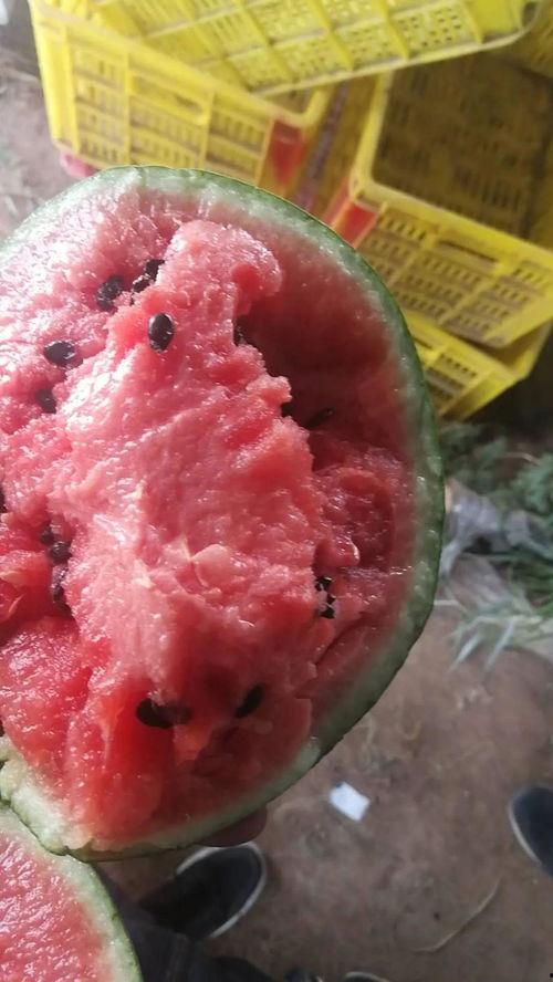 吊瓜夏天怎么吃,创意吃法解锁清凉一夏